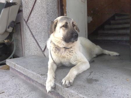 Прикачена снимка