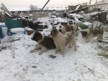 Прикачена снимка