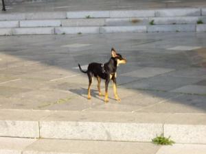 Прикачена снимка
