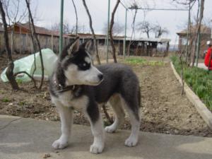 Прикачена снимка
