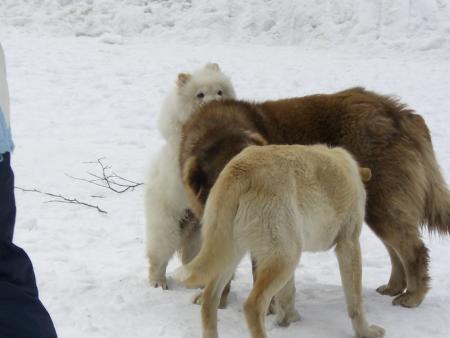 Прикачена снимка