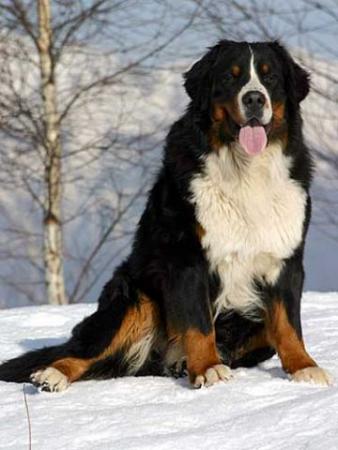 Прикачена снимка