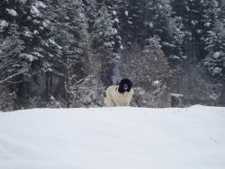 Прикачена снимка