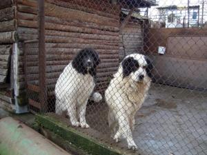 Прикачена снимка