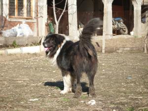 Прикачена снимка