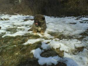 Прикачена снимка
