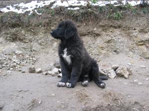 Прикачена снимка