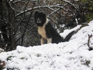 Прикачена снимка