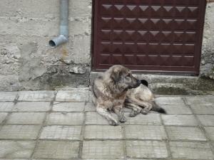 Прикачена снимка