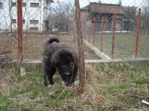 Прикачена снимка