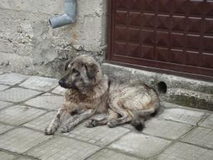 Прикачена снимка