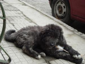 Прикачена снимка