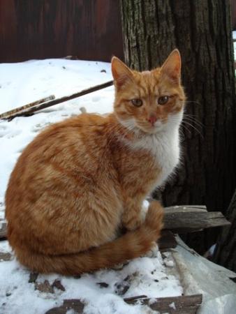 Прикачена снимка