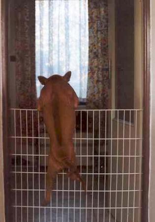 Прикачена снимка