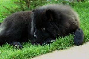 Прикачена снимка