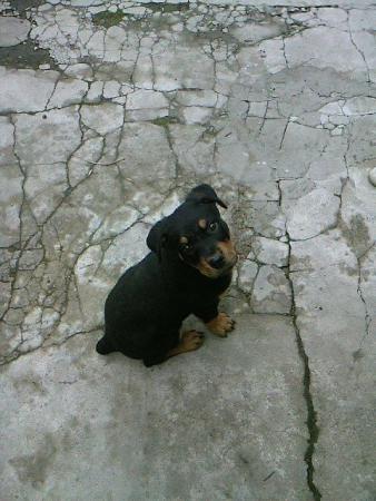 Прикачена снимка