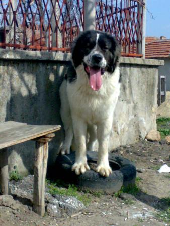 Прикачена снимка