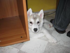 Прикачена снимка