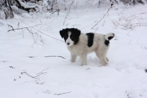 Прикачена снимка