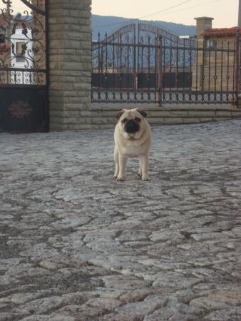 Прикачена снимка