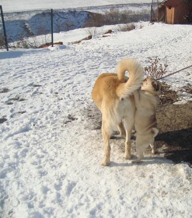 Прикачена снимка