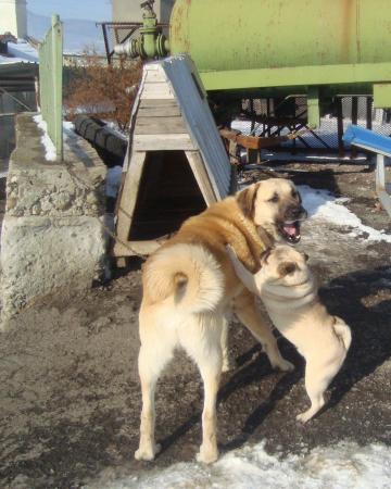 Прикачена снимка