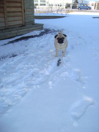 Прикачена снимка