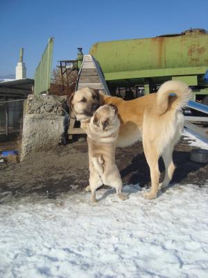 Прикачена снимка