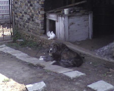 Прикачена снимка