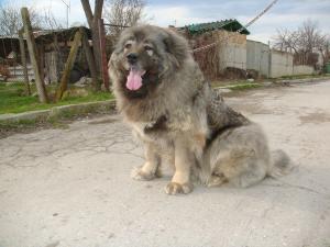 Прикачена снимка