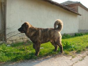 Прикачена снимка