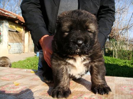 Прикачена снимка