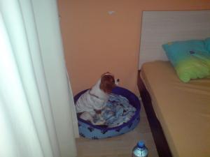 Прикачена снимка