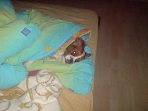Прикачена снимка