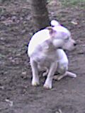 Прикачена снимка