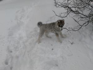 Прикачена снимка