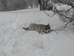 Прикачена снимка