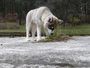 Прикачена снимка