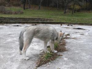 Прикачена снимка