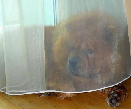 Прикачена снимка