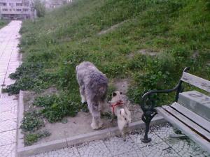 Прикачена снимка