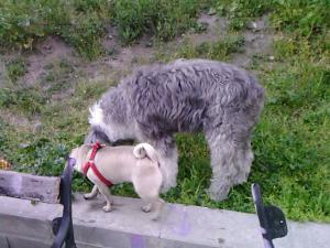 Прикачена снимка