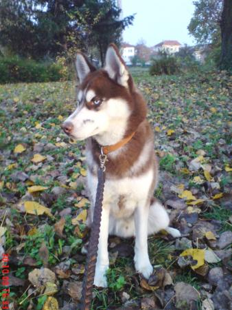 Прикачена снимка