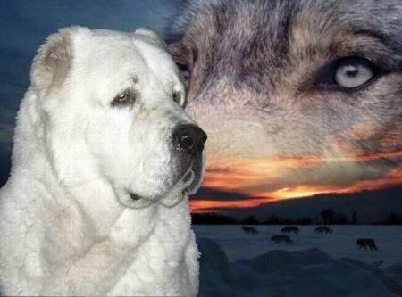 Прикачена снимка