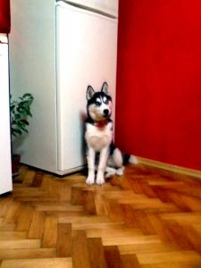 Прикачена снимка