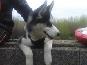 Прикачена снимка