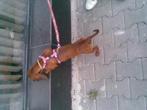 Прикачена снимка