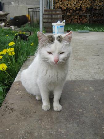 Прикачена снимка