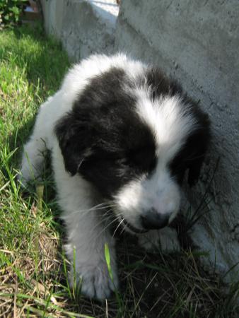 Прикачена снимка