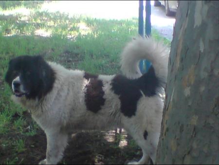 Прикачена снимка